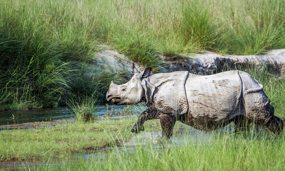 Chitwan